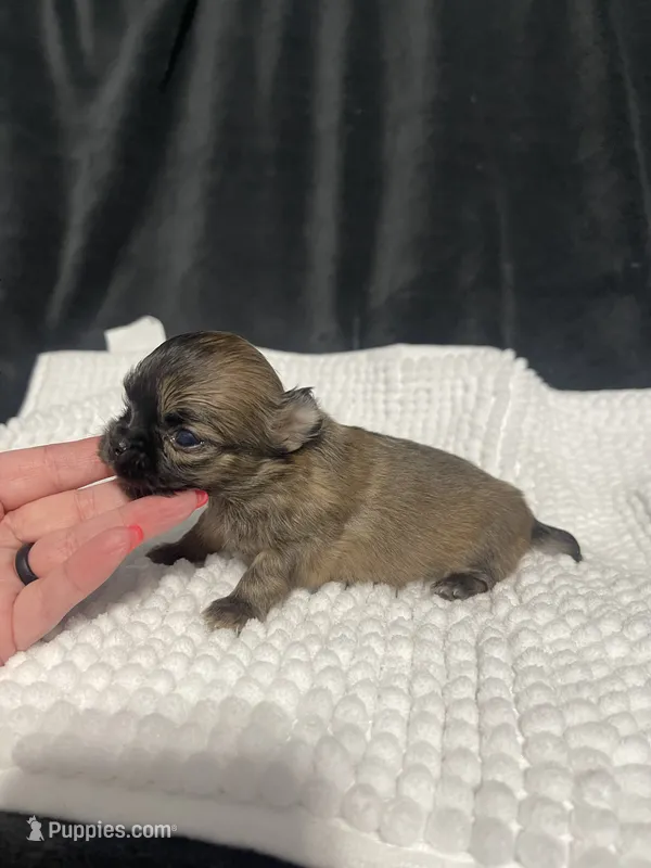 Poppi – Chihuahua puppy for sale in Loris, SC