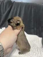 Poppi, a female Chihuahua for sale in Loris, SC – 4 of 5