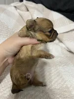 Thelma, a female Chihuahua for sale in Loris, SC – 3 of 7