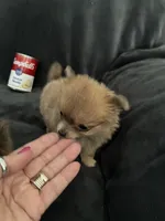 Pixie, a female Chihuahua for sale in Loris, SC – 1 of 5