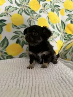 Baby Girl, a female Chihuahua for sale in Loris, SC – Photo 7 of 7