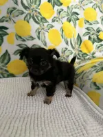Baby Girl, a female Chihuahua for sale in Loris, SC – Photo 6 of 7