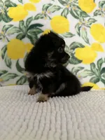 Baby Girl, a female Chihuahua for sale in Loris, SC – Photo 3 of 7