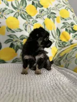 Baby Girl, a female Chihuahua for sale in Loris, SC – Photo 2 of 7