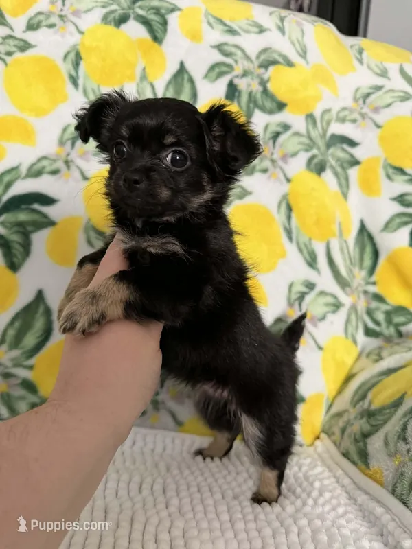 Baby Girl – Chihuahua puppy for sale in Loris, SC