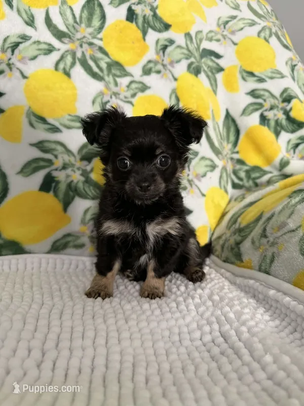 Baby Girl – Chihuahua puppy for sale in Loris, SC