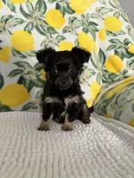 Baby Girl, a female Chihuahua for sale in Loris, SC – Photo 1 of 7