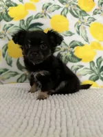 Baby Girl, a female Chihuahua for sale in Loris, SC – Photo 5 of 7