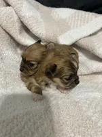 Thelma, a female Chihuahua for sale in Loris, SC – 7 of 7