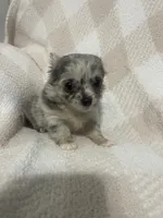 Miss Ghost, a female Chihuahua for sale in Loris, SC – 4 of 8