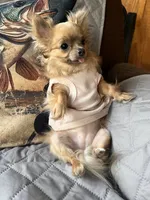Pixie, a female Chihuahua for sale in Loris, SC – 6 of 6
