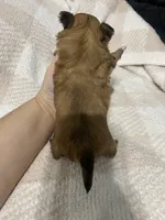 Louise , a female Chihuahua for sale in Loris, SC – 4 of 8