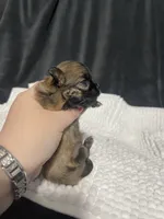 Poppi, a female Chihuahua for sale in Loris, SC – 3 of 5