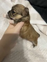 Louise , a female Chihuahua for sale in Loris, SC – 2 of 8