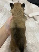 Thelma, a female Chihuahua for sale in Loris, SC – 4 of 7