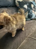 Baby Girl , a female Chihuahua for sale in Loris, SC – 6 of 6