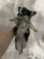 Winnie, a female Chihuahua for sale in Loris, SC – 3 of 6