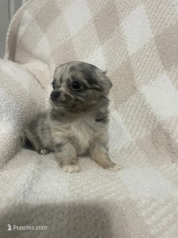 Miss Ghost – Chihuahua puppy for sale in Loris, SC