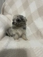 Miss Ghost, a female Chihuahua for sale in Loris, SC – 5 of 8