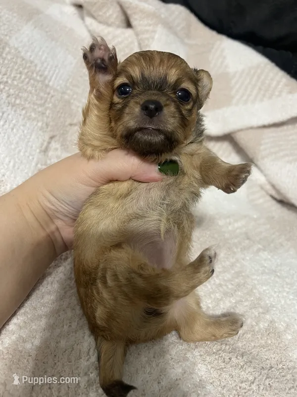 Thelma – Chihuahua puppy for sale in Loris, SC