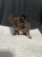 Lil Bear , a female Chihuahua for sale in Loris, SC – 5 of 6