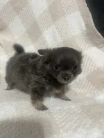 Mary, a female Chihuahua for sale in Loris, SC – 9 of 10