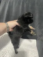 Sassy, a female Chihuahua for sale in Loris, SC – 4 of 4