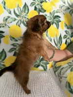 Baby Boy, a male Chihuahua for sale in Loris, SC – Photo 4 of 4