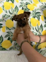 Baby Boy, a male Chihuahua for sale in Loris, SC – Photo 2 of 4