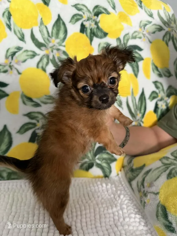 Baby Boy – Chihuahua puppy for sale in Loris, SC