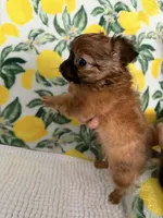 Baby Boy, a male Chihuahua for sale in Loris, SC – Photo 3 of 4