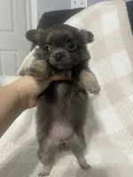 Mary, a female Chihuahua for sale in Loris, SC – 6 of 10