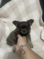 Mary, a female Chihuahua for sale in Loris, SC – 4 of 10