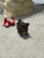 Lil Bear / Hold, a female Chihuahua for sale in Loris, SC – 7 of 10