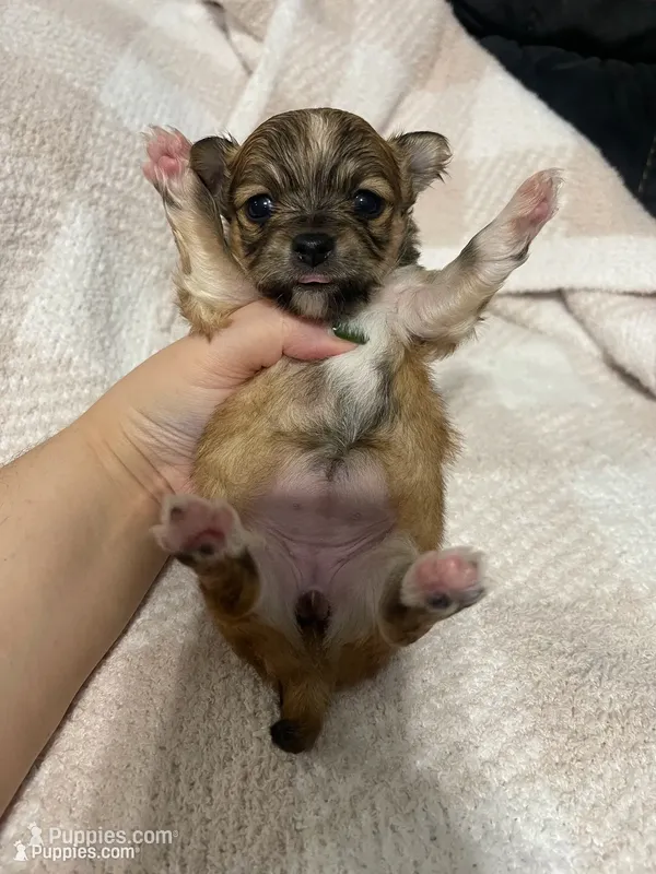 Louise  – Chihuahua puppy for sale in Loris, SC