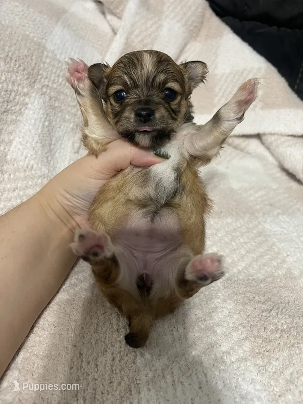 Louise  – Chihuahua puppy for sale in Loris, SC