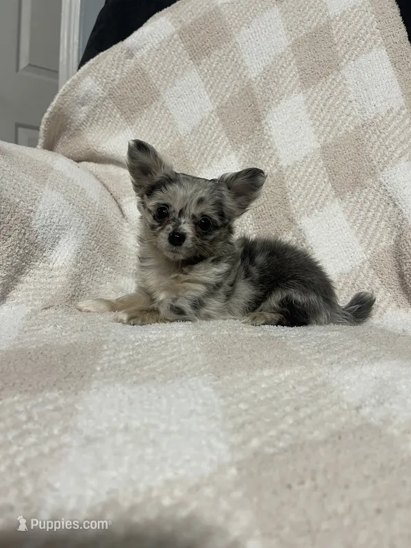 Binx – Chihuahua puppy for sale in Loris, SC