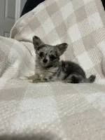 Binx, a male Chihuahua for sale in Loris, SC – 1 of 8