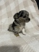 Binx, a male Chihuahua for sale in Loris, SC – 7 of 8