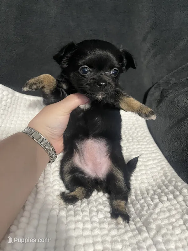 Sassy – Chihuahua puppy for sale in Loris, SC