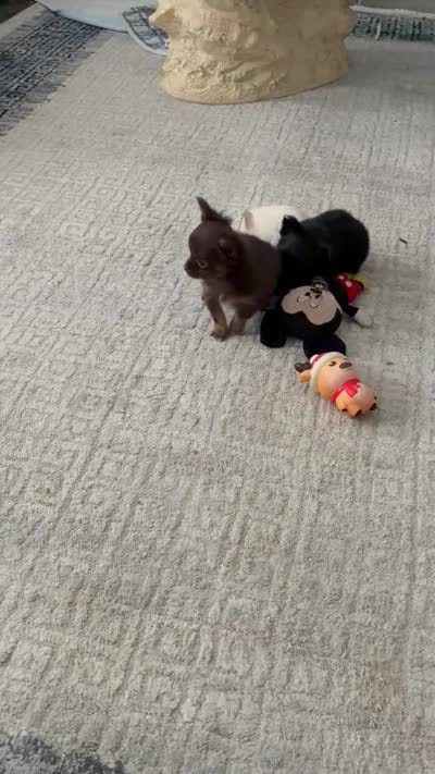 Lil Bear / Hold, a female Chihuahua for sale in Loris, SC – 10 of 10