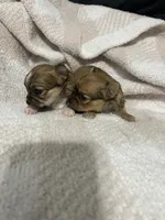 Louise , a female Chihuahua for sale in Loris, SC – 6 of 8