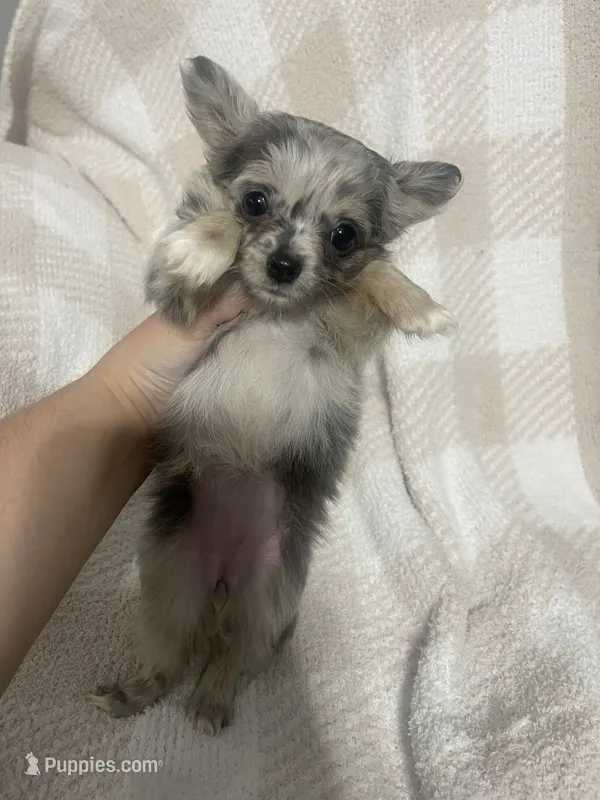 Miss Ghost – Chihuahua puppy for sale in Loris, SC