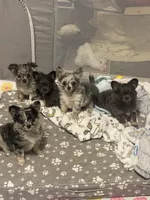 Miss Ghost, a female Chihuahua for sale in Loris, SC – 2 of 8