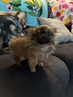 Baby Girl , a female Chihuahua for sale in Loris, SC – 2 of 6
