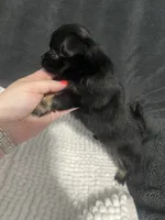 Sassy, a female Chihuahua for sale in Loris, SC – 3 of 4