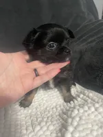 Sassy, a female Chihuahua for sale in Loris, SC – 2 of 4