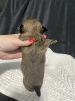 Poppi, a female Chihuahua for sale in Loris, SC – 5 of 5