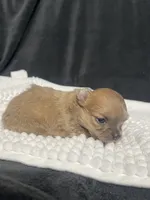 Pixie, a female Chihuahua for sale in Loris, SC – 5 of 6