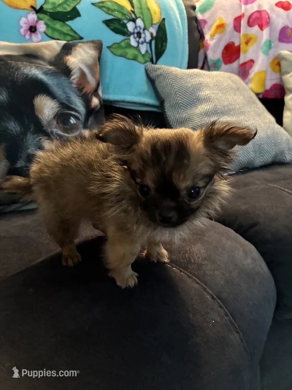 Baby Girl , a female Chihuahua for sale in Loris, SC – 1 of 6
